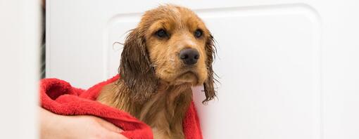 Can you shower a puppy with human shampoo sales